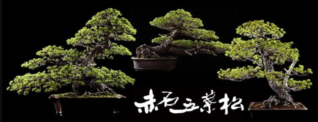 赤石五葉松輸出振興組合より