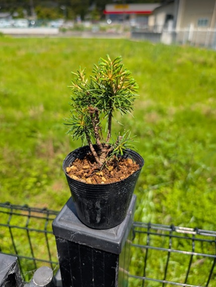 遂に吾妻五葉松の根上がり盆栽にチャレンジ！まずは植え替えで準備から