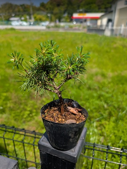 遂に吾妻五葉松の根上がり盆栽にチャレンジ！まずは植え替えで準備から
