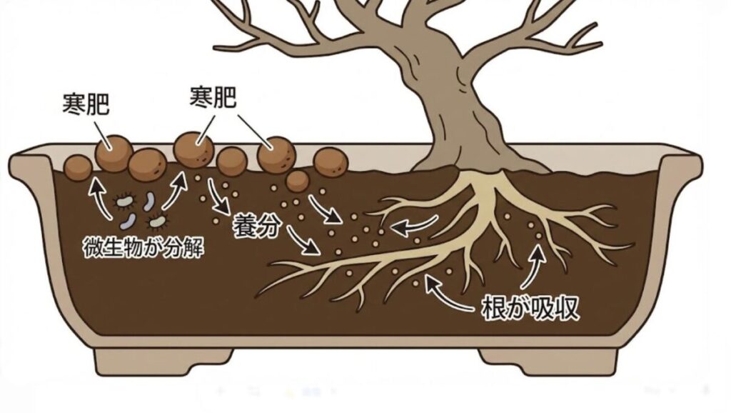 寒肥のメカニズム図（イメージ）
