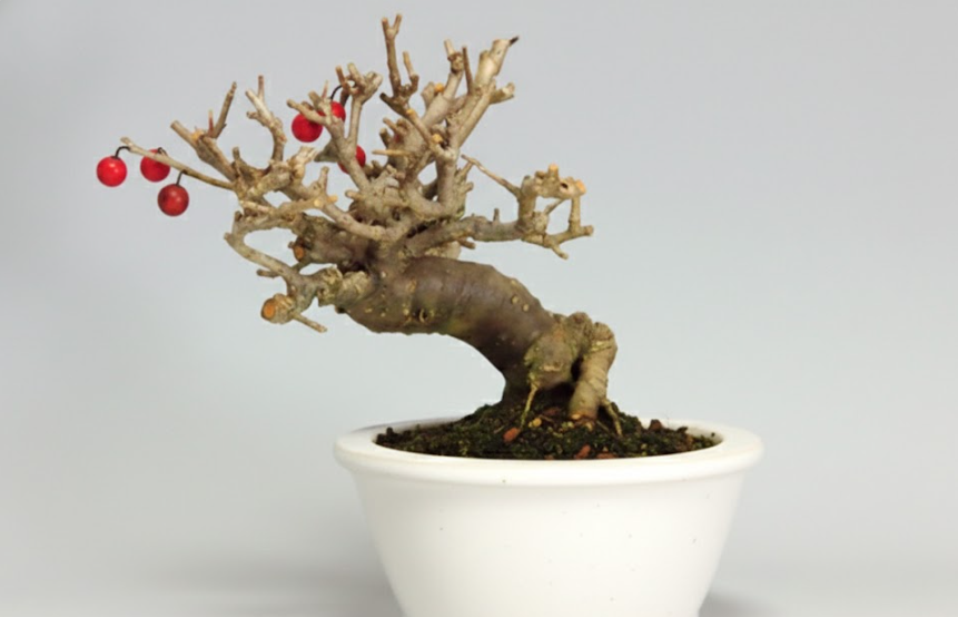 ウメモドキの盆栽