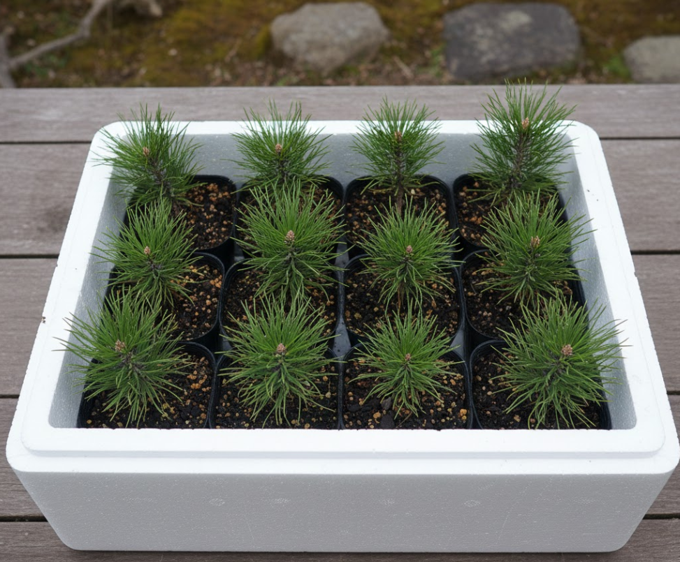 避難中の黒松の苗木