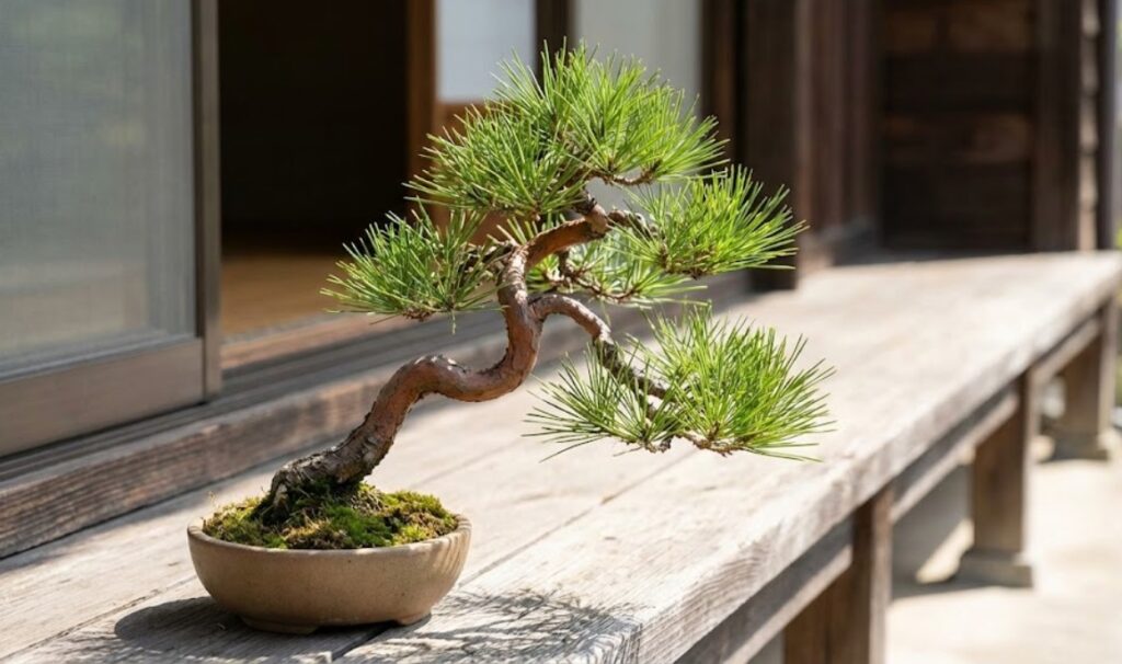 初心者から愛好家まで。盆栽の女王「五葉松」の魅力と育て方の基本