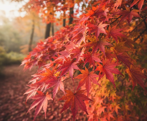 紅葉のきれいなもみじ