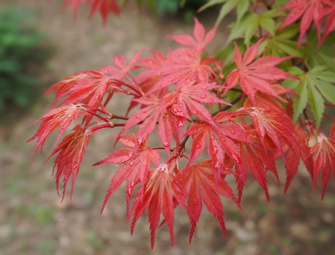 紅葉の綺麗な出猩々