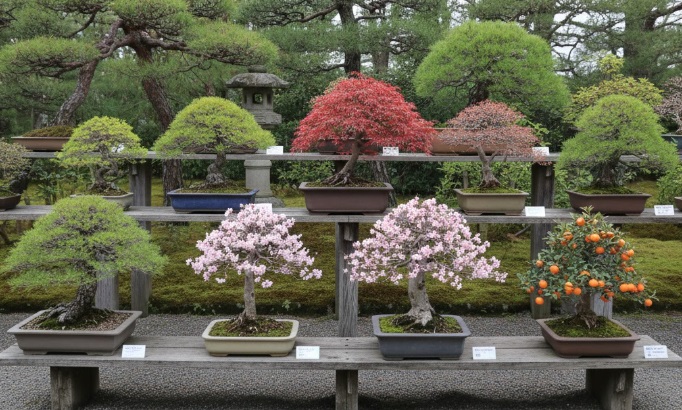松、モミジ、桜、カリン