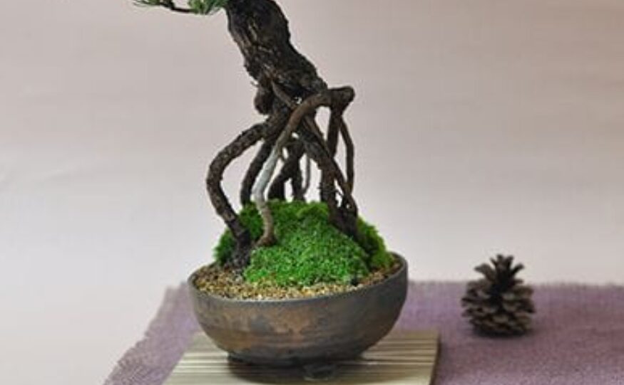 根上がり盆栽