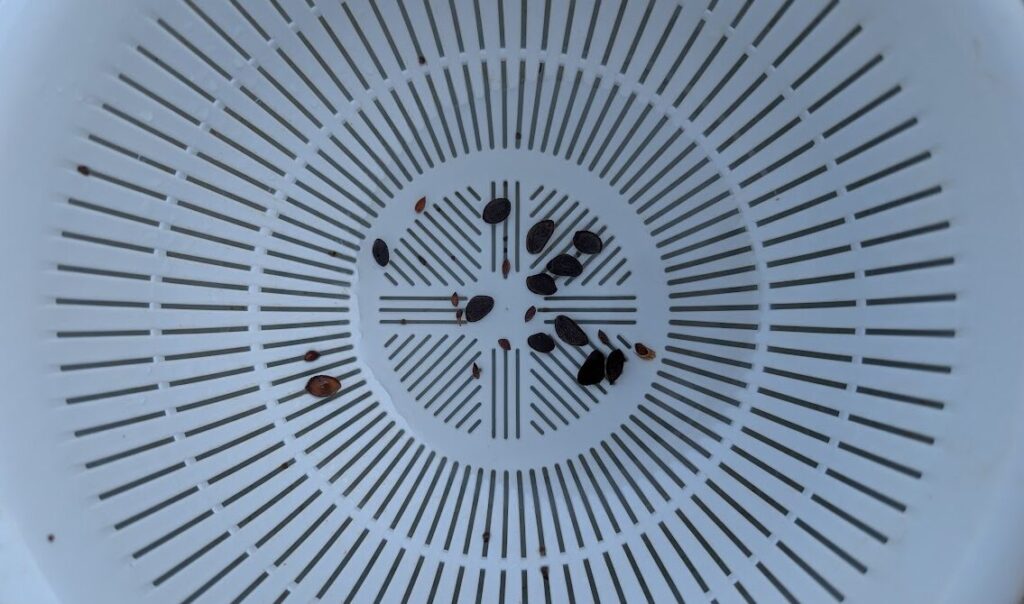 大が赤石五葉松、極小が石鎚山四国黒松