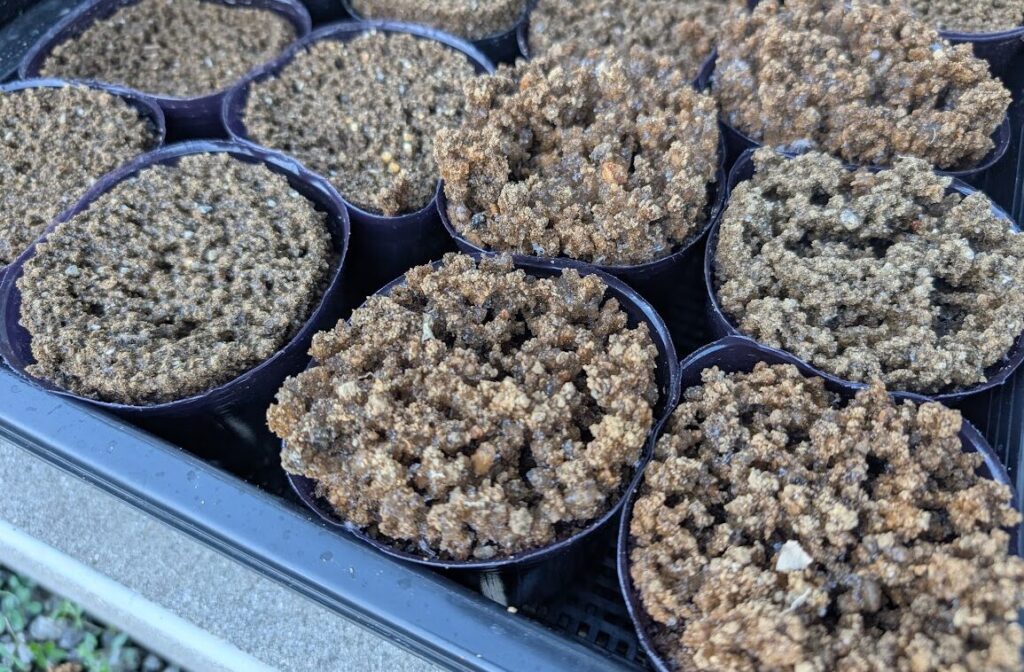 霜柱で持ち上げられた土