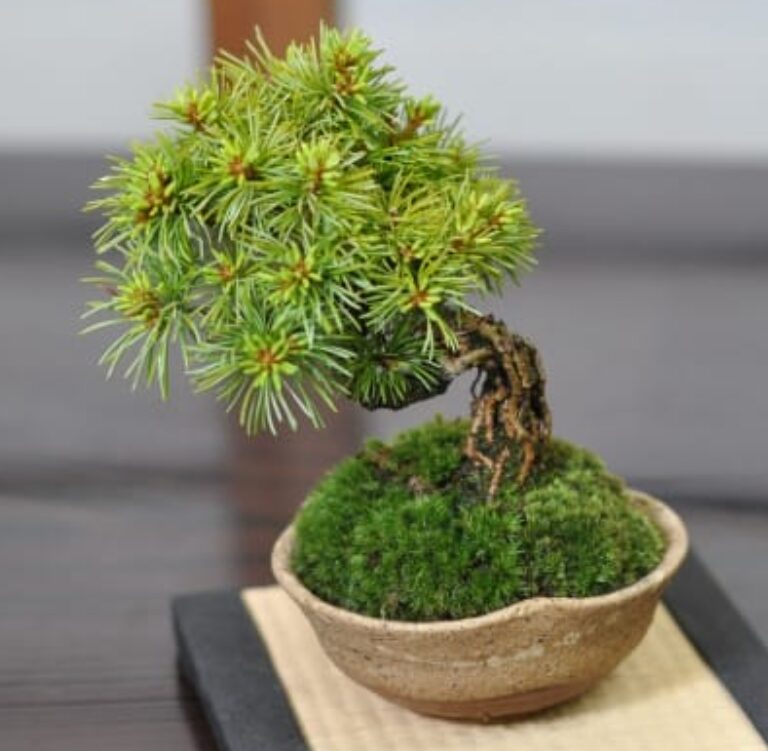 根上りの赤石五葉松：盆栽妙より