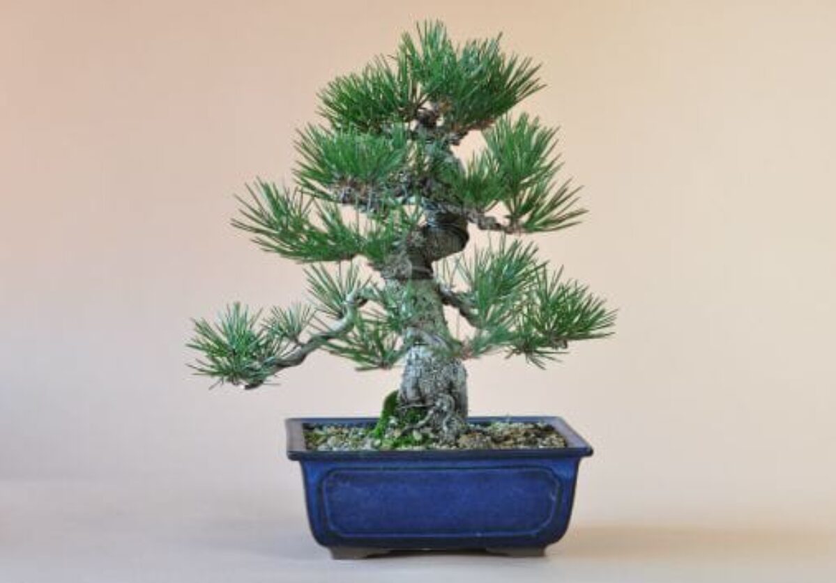 石鎚黒松（四国黒松）：盆栽妙より