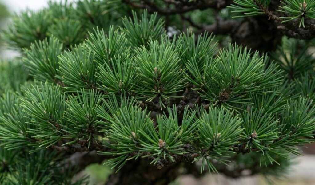 那須五葉松の特徴