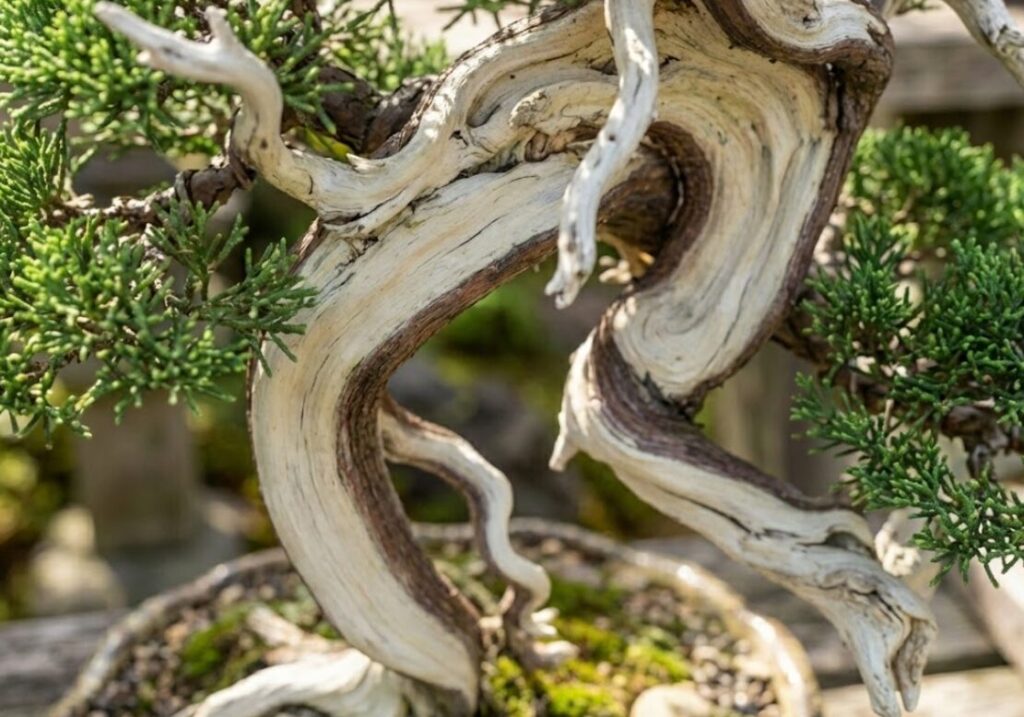 芸術的なジンやシャリ