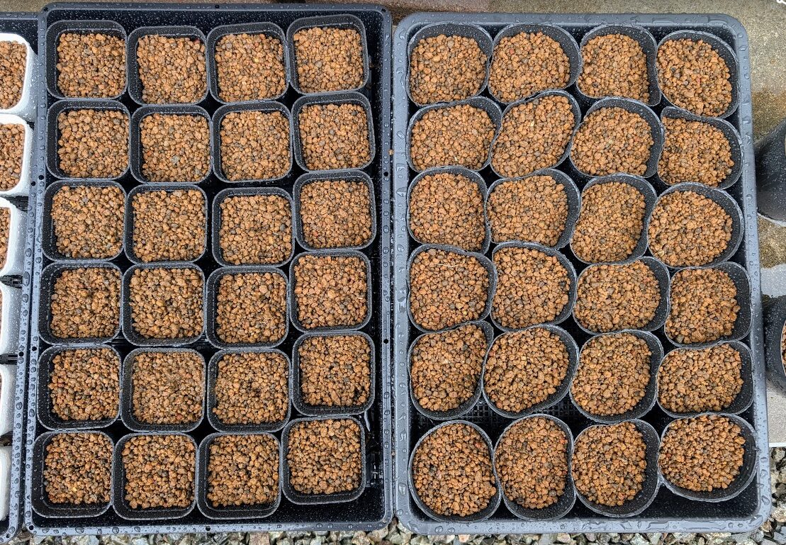 今季最後の種まき予定