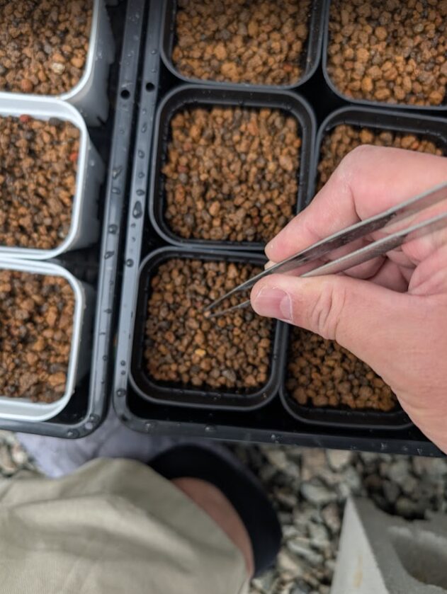 ポットへの種植え