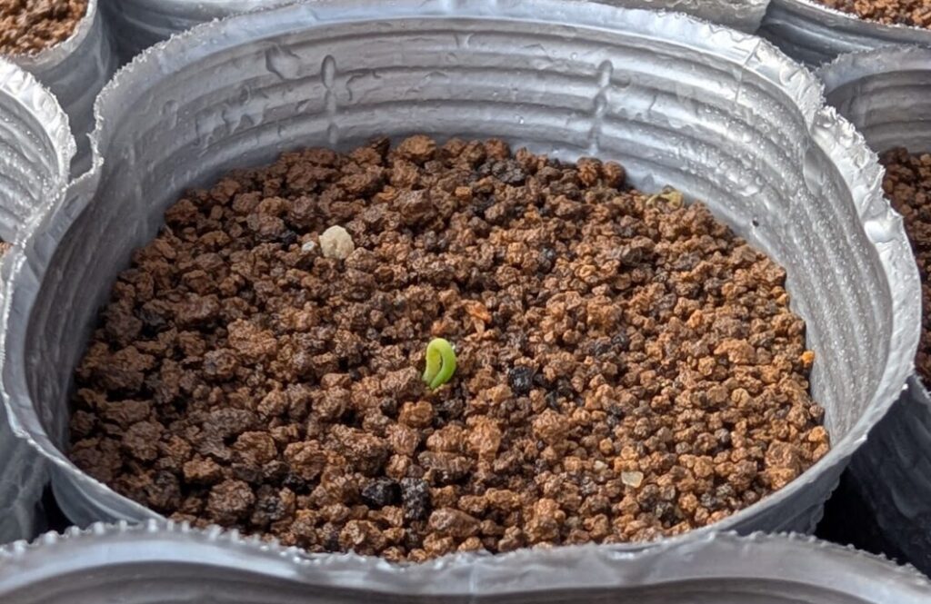 発芽直後の様子