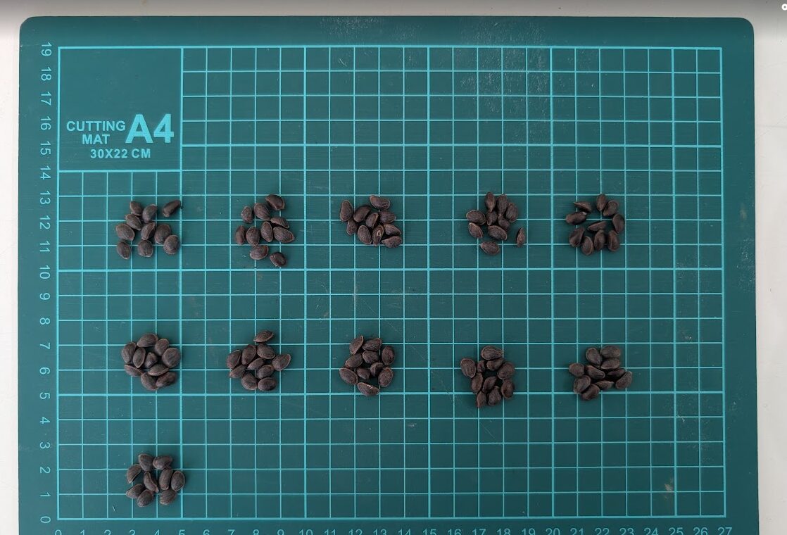 吾妻五葉松種子