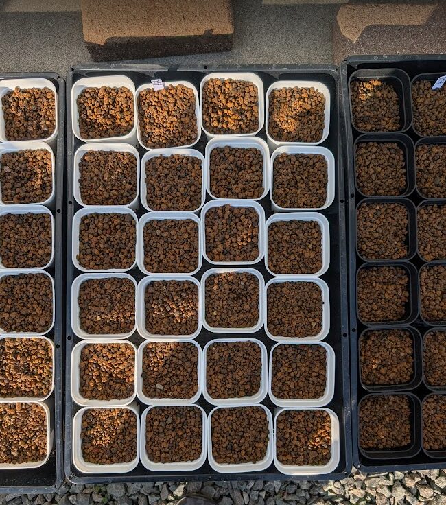 プレステラ90を24個