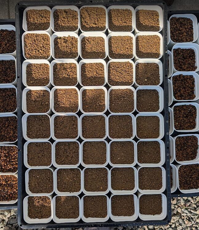 プレステラ75を40個