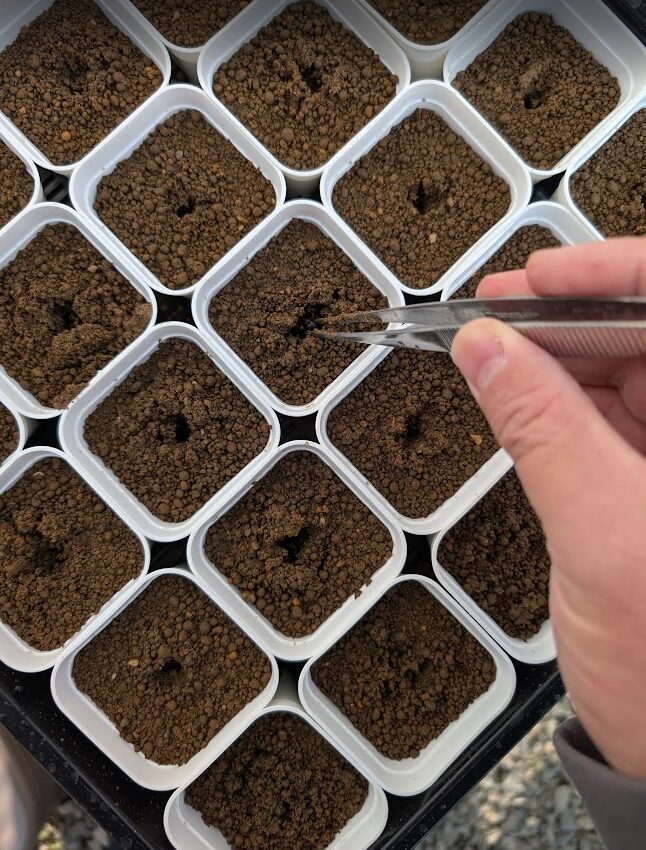 植えている風景