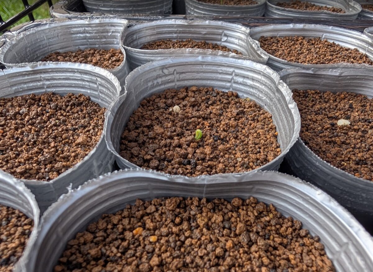 三河黒松の発芽