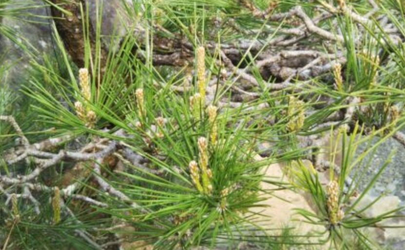 ろうそくのように伸びてくる新芽