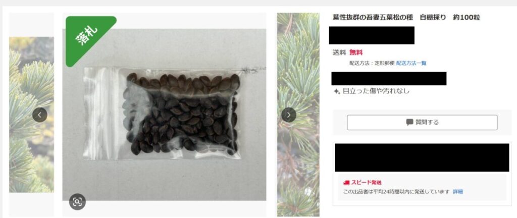 吾妻五葉松の種子