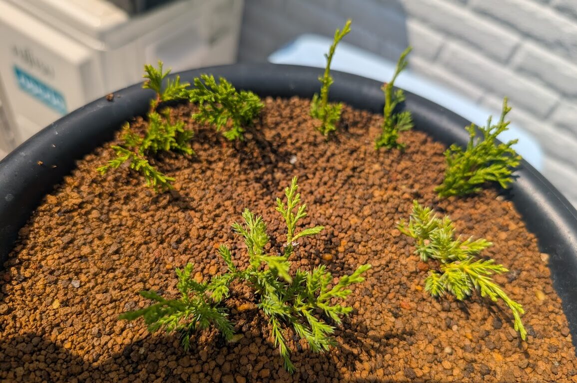 糸魚川真柏の挿し木