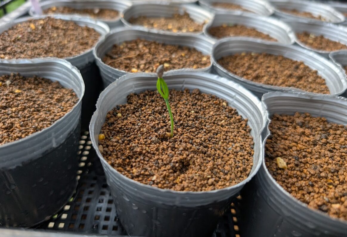 三河黒松幼苗の種帽子