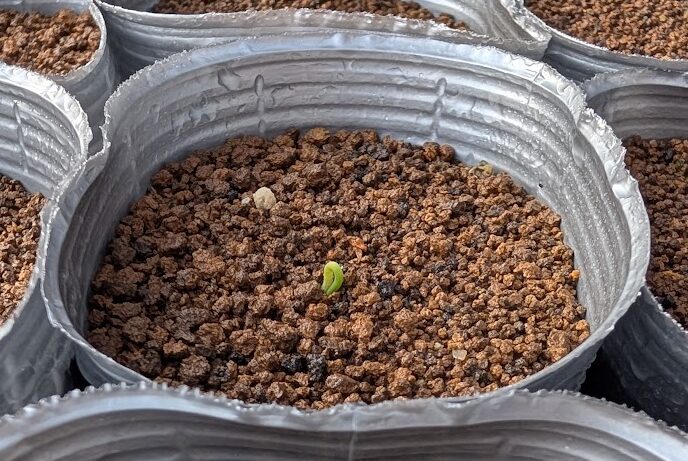 2026年3月30日：初めての発芽