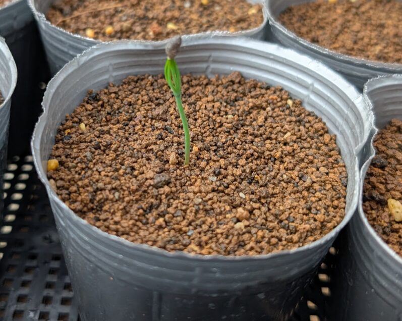 2026年3月31日：驚きの成長