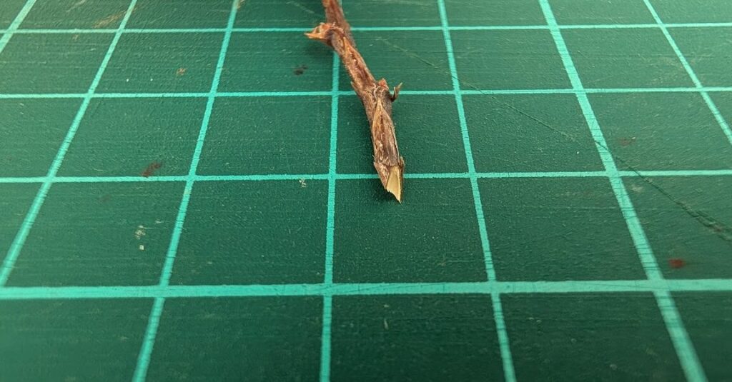 Vカットの挿し木