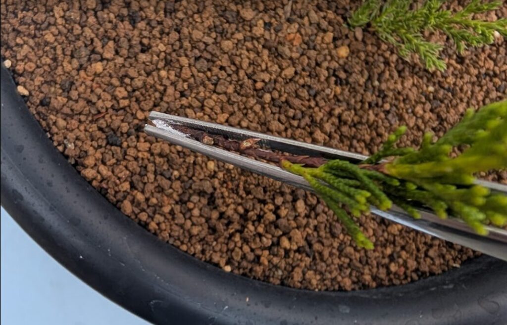 形成層が潰れないようにピンセットでカバー