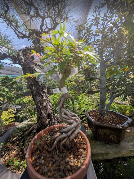 養庄園