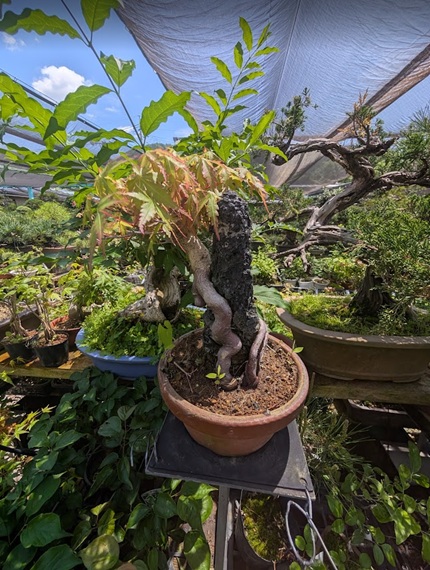 養庄園