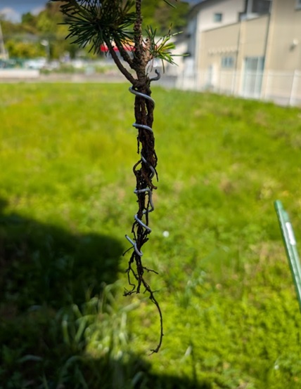 針金で真っすぐに矯正